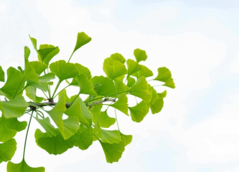 Ginko Biloba Refine Fokus Cirkulacija Spomin Antioksidant Anksioznost Stres